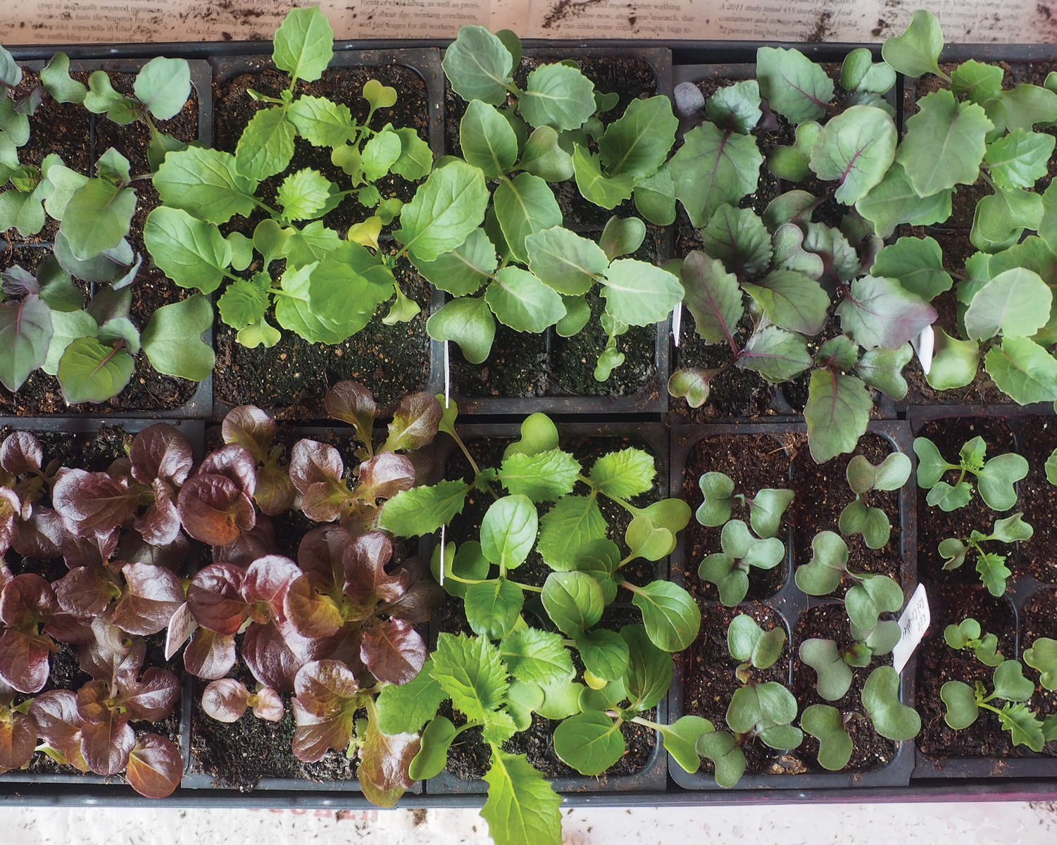 How to Start Seeds Indoors - Grit